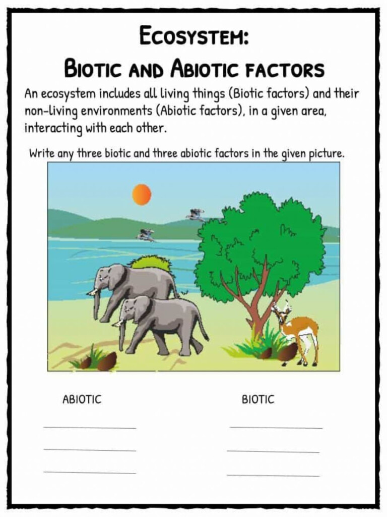 Ecosystem Activity For Grade 3