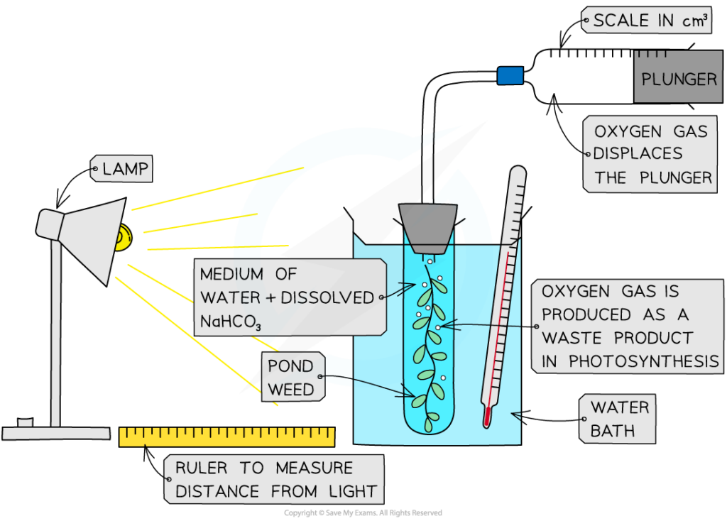 Investigating The Rate Of Photosynthesis 13 2 2 CIE A Level Biology 