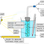 Investigating The Rate Of Photosynthesis 13 2 2 CIE A Level Biology