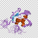 Art Organism Font PNG Clipart Art Dll Domain Factor Interferon
