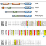 Frontiers A LytM Domain Factor ActS Functions In Two Distinctive