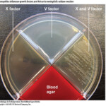 Pin On Microbiology